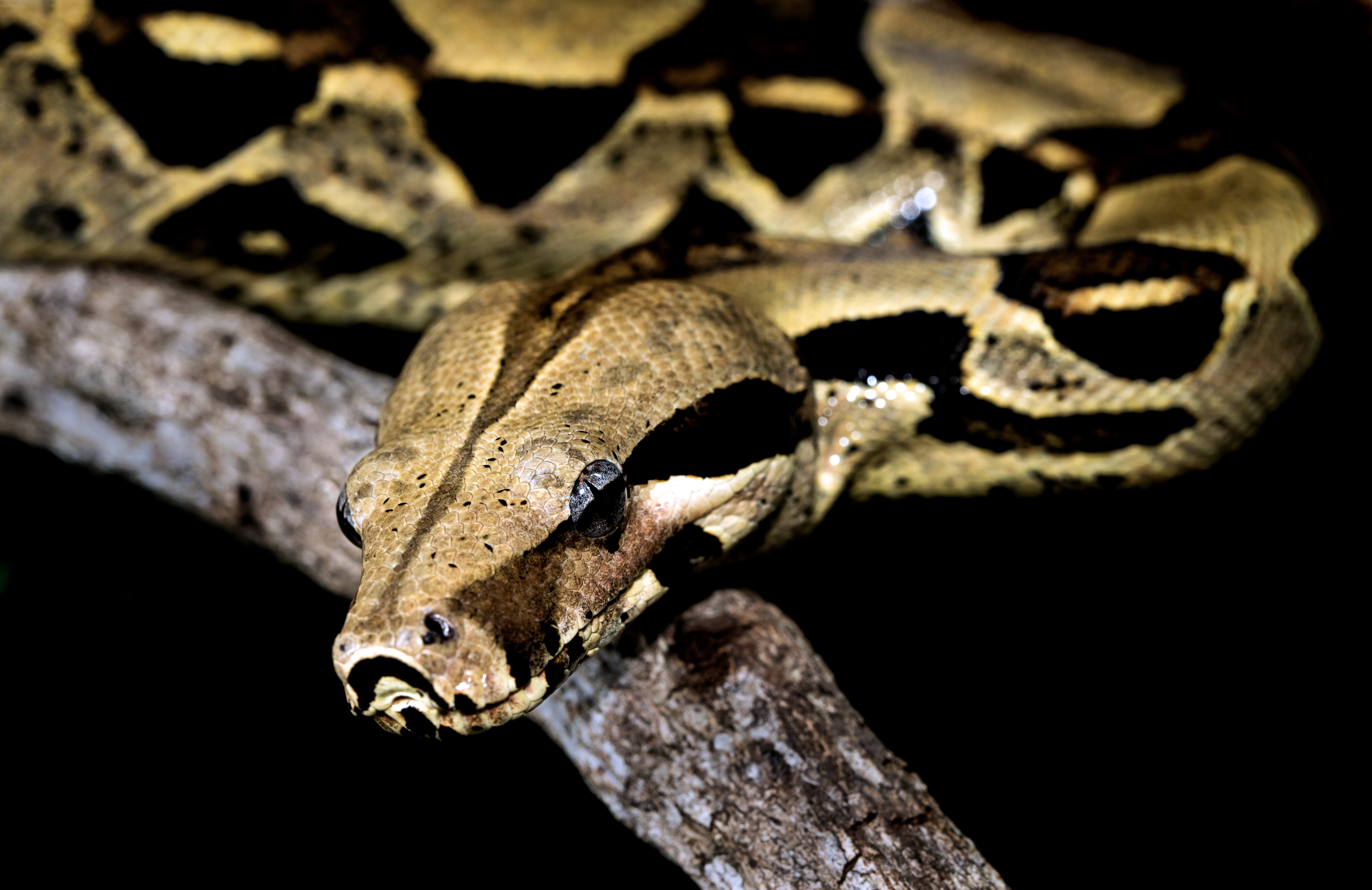 Brown and black snake on a tree branch; black bacground.