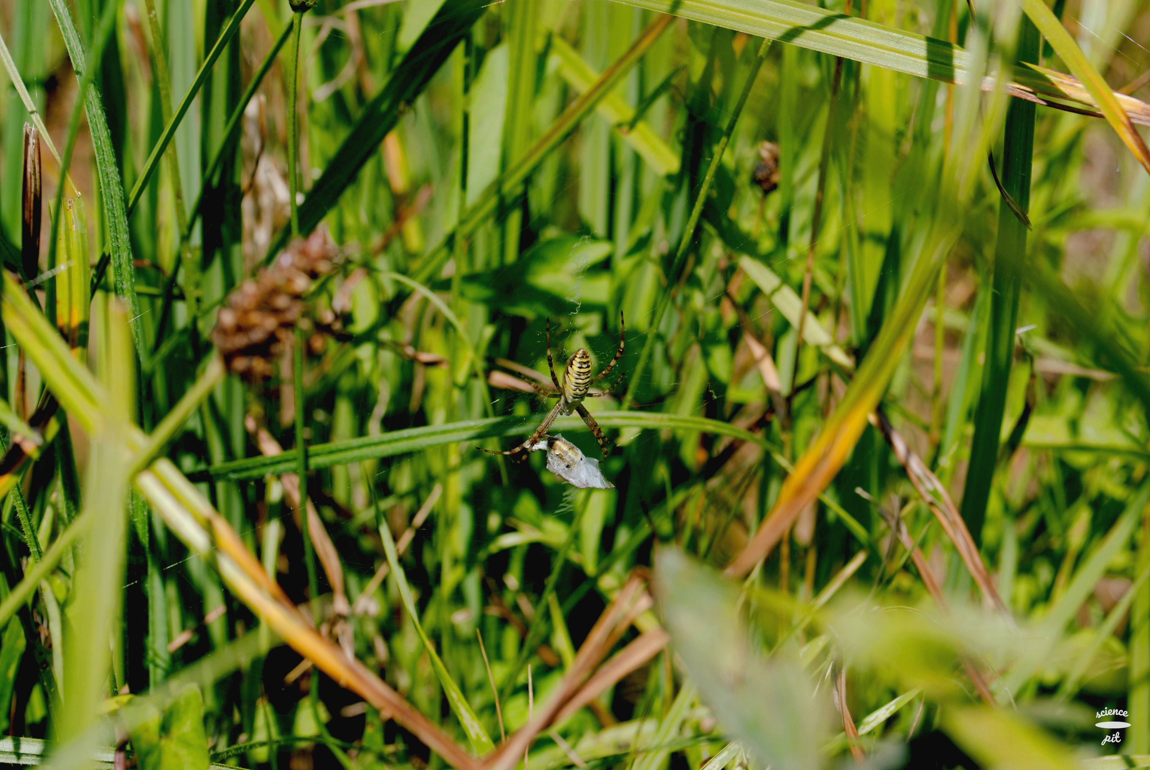 wasp-spider