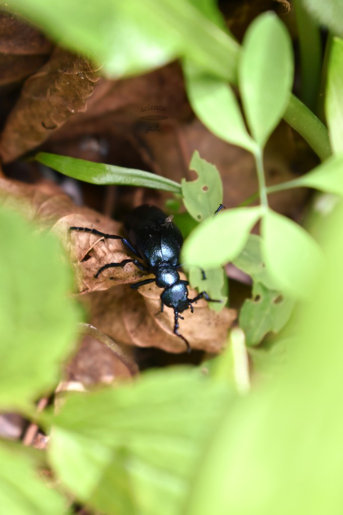 A bug (Meloe sp) is seen in the middle of a picture, standing on a fallen leaf, surrounded by green grass and sprouts.